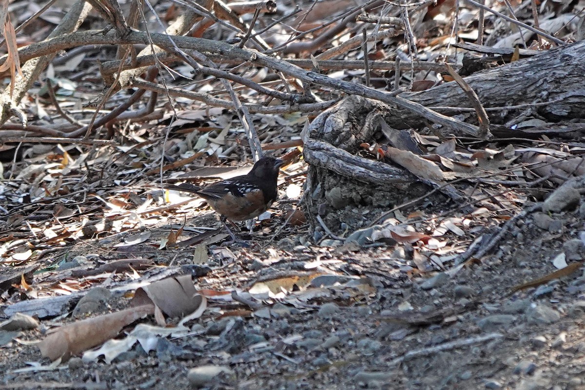 Spotted Towhee - ML467096921