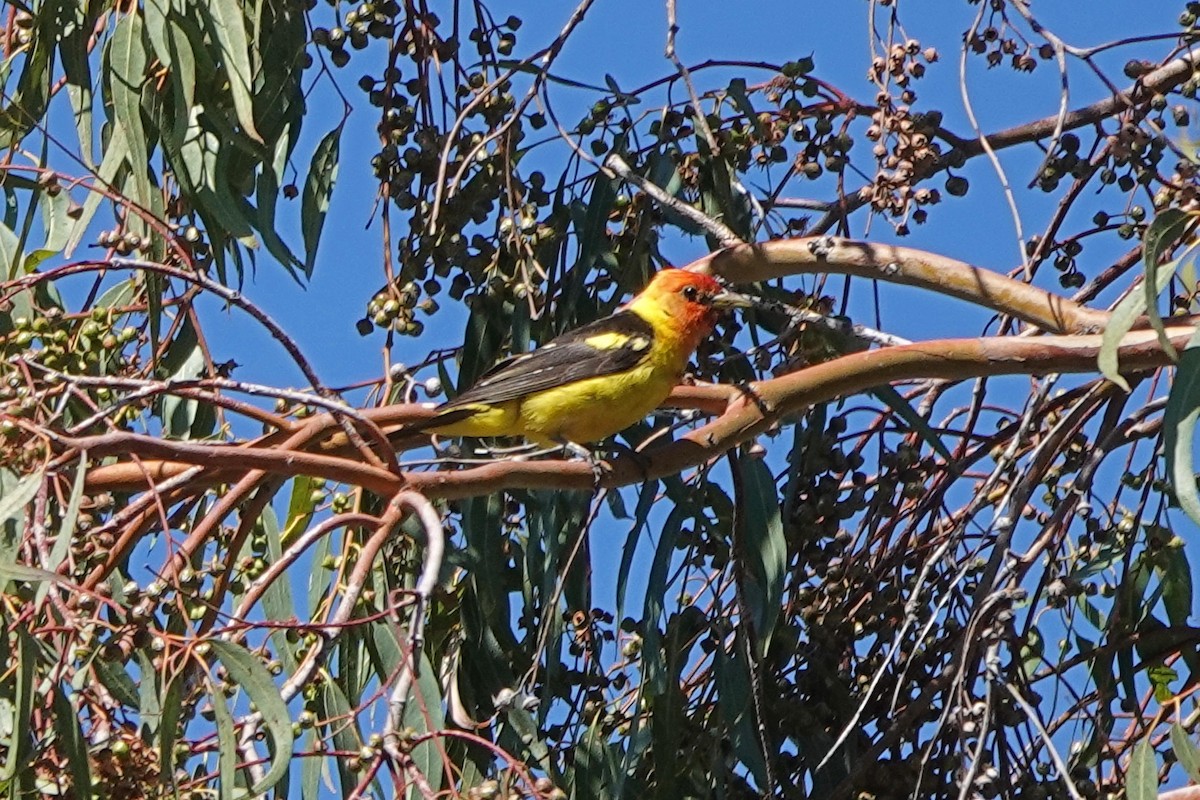 Western Tanager - ML467097021