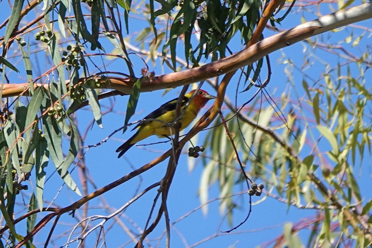 Western Tanager - ML467097031