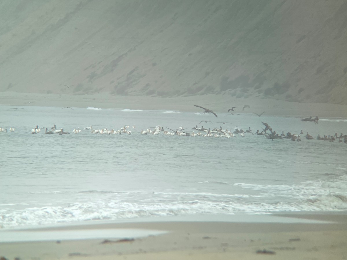 American White Pelican - ML467097591