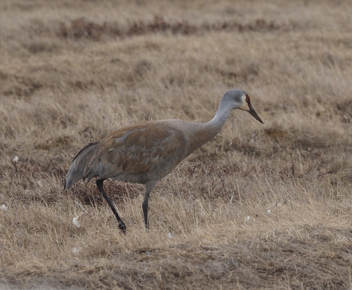 Sandhill Crane - Bob Foehring