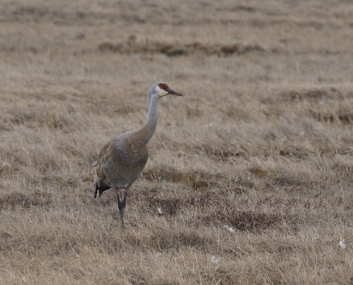 Sandhill Crane - Bob Foehring