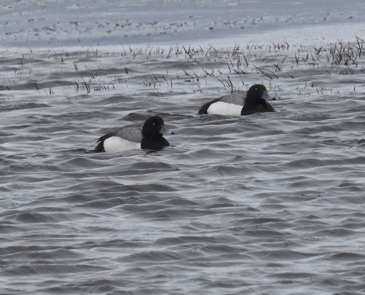 Greater Scaup - ML467098601