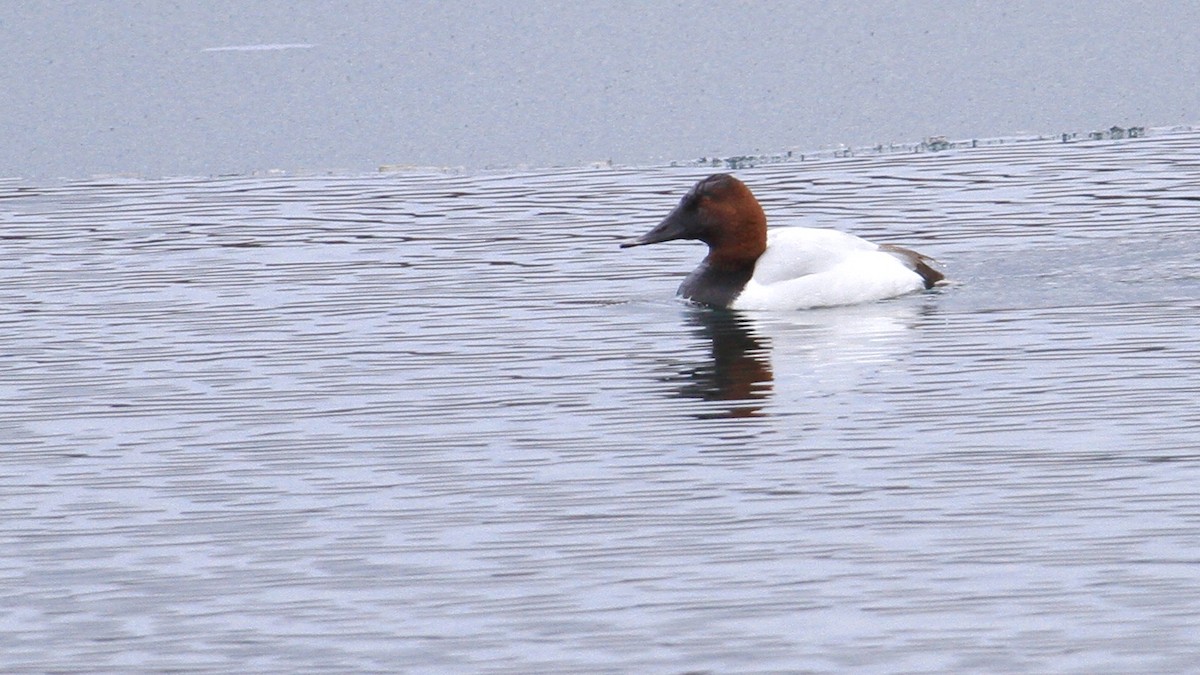 Canvasback - ML46710001