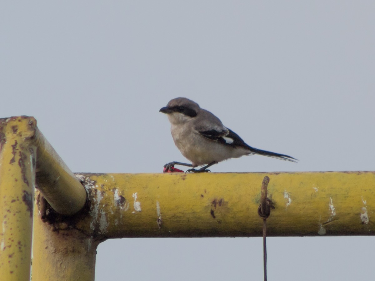 Loggerhead Shrike - ML467101231