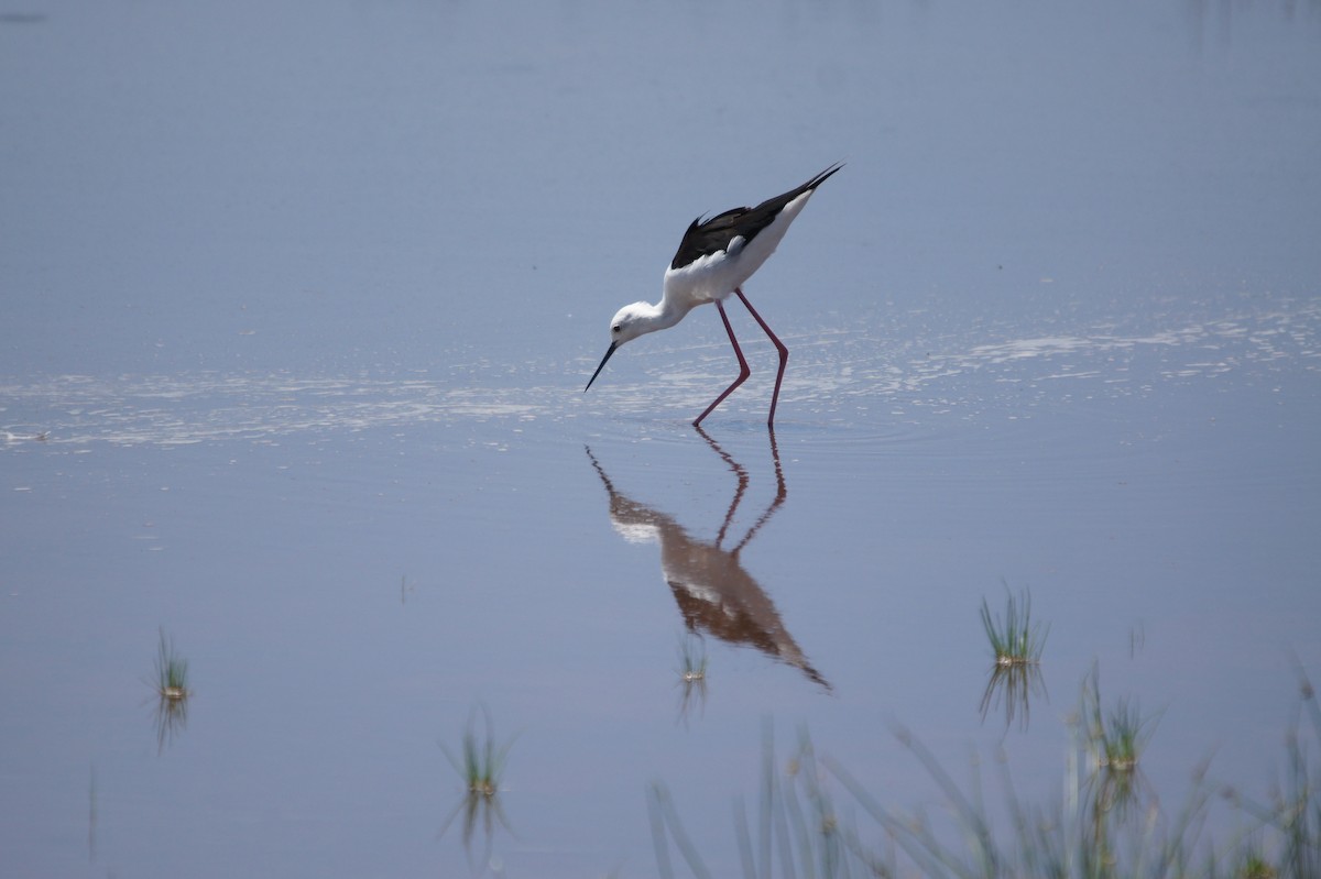 Pied Avocet - Kim Liebich ☀️🦤