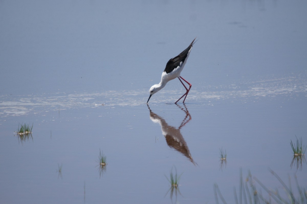 Avocette élégante - ML467102111