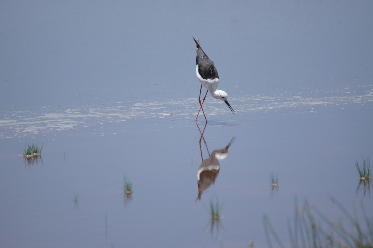 Avoceta Común - ML467102121