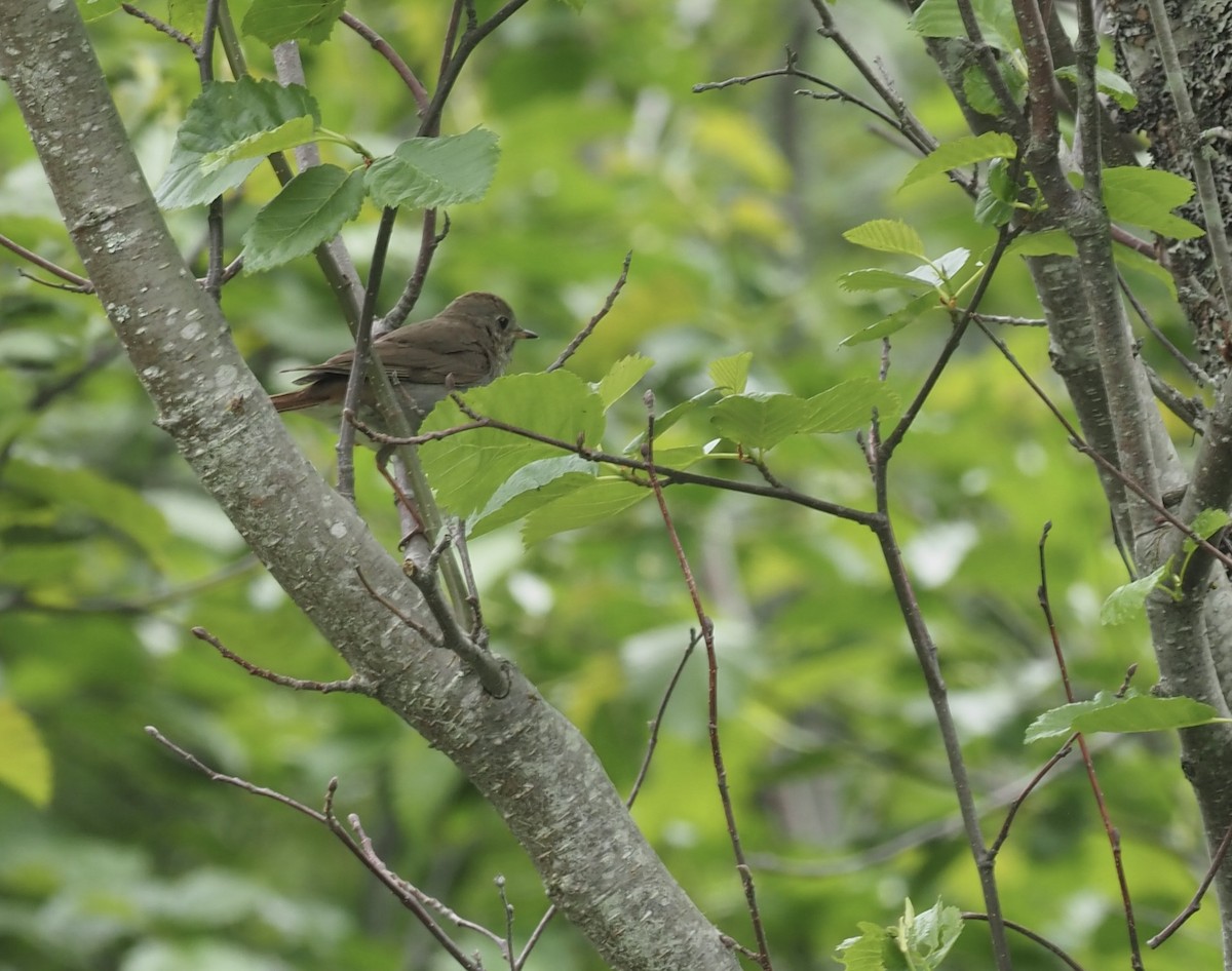 Hermit Thrush - ML467104351