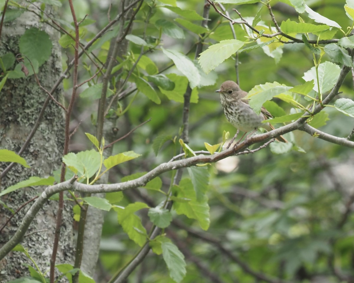 Hermit Thrush - ML467104361