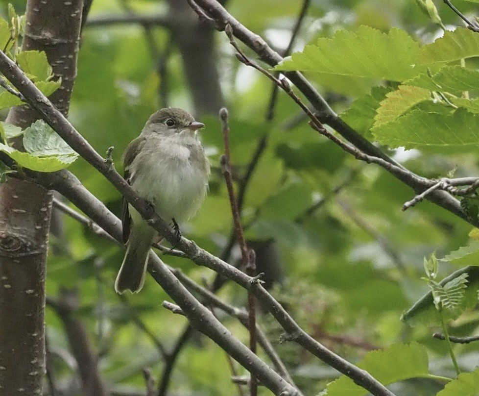 Alder Flycatcher - ML467104521