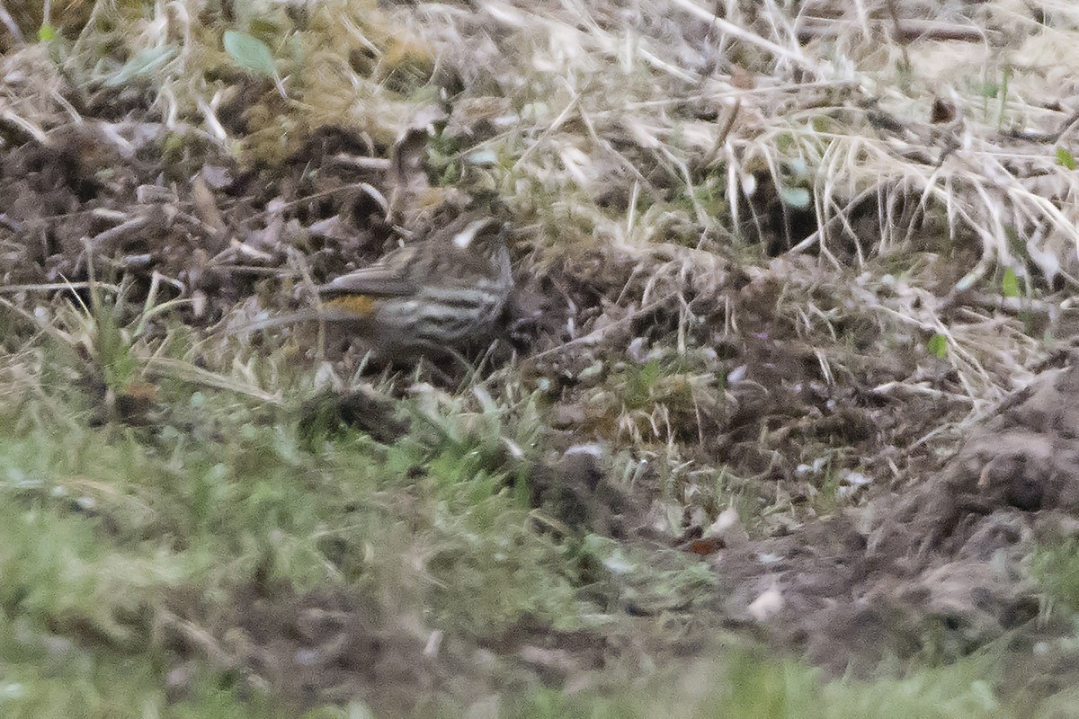 Chinese White-browed Rosefinch - ML467106411