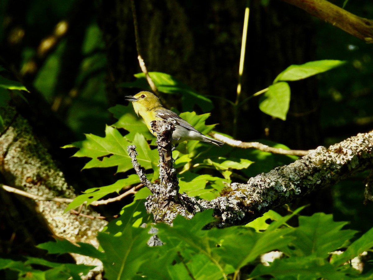 Yellow-throated Vireo - ML467106681