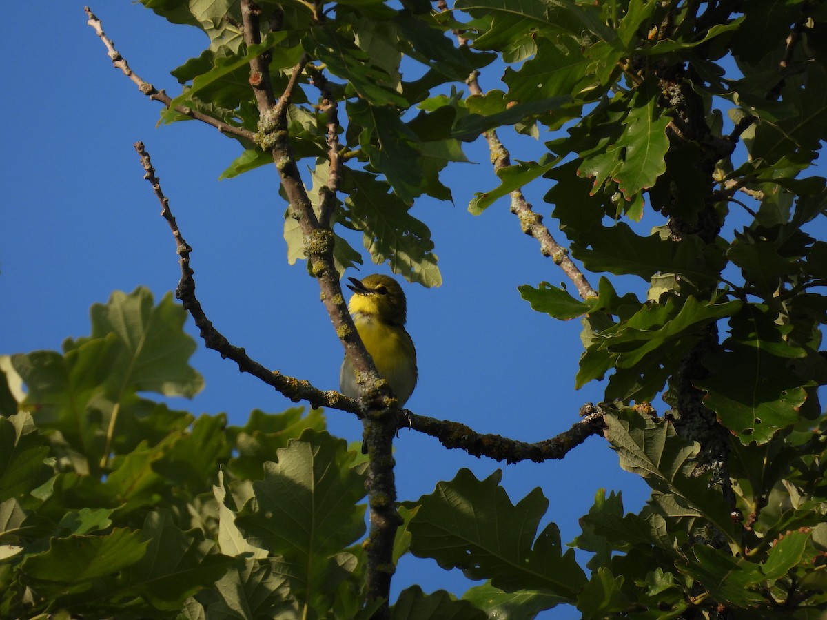 Yellow-throated Vireo - ML467106691