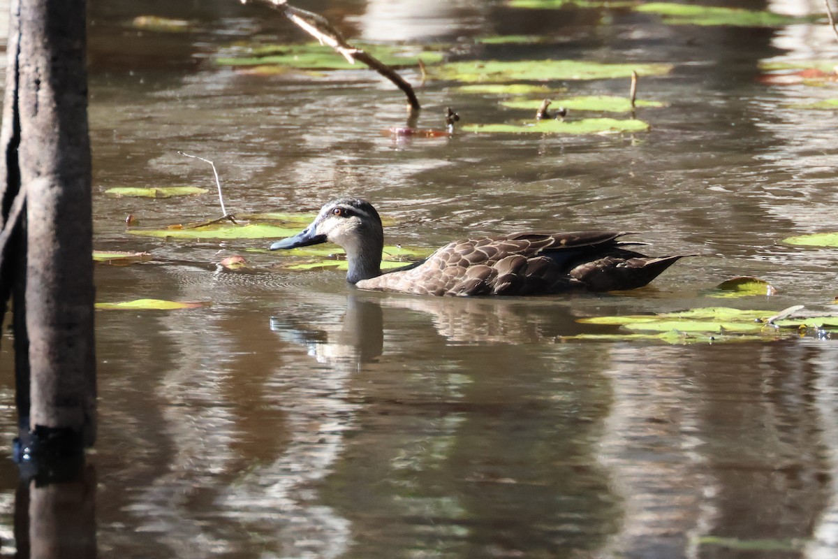 Pacific Black Duck - Dennis Devers