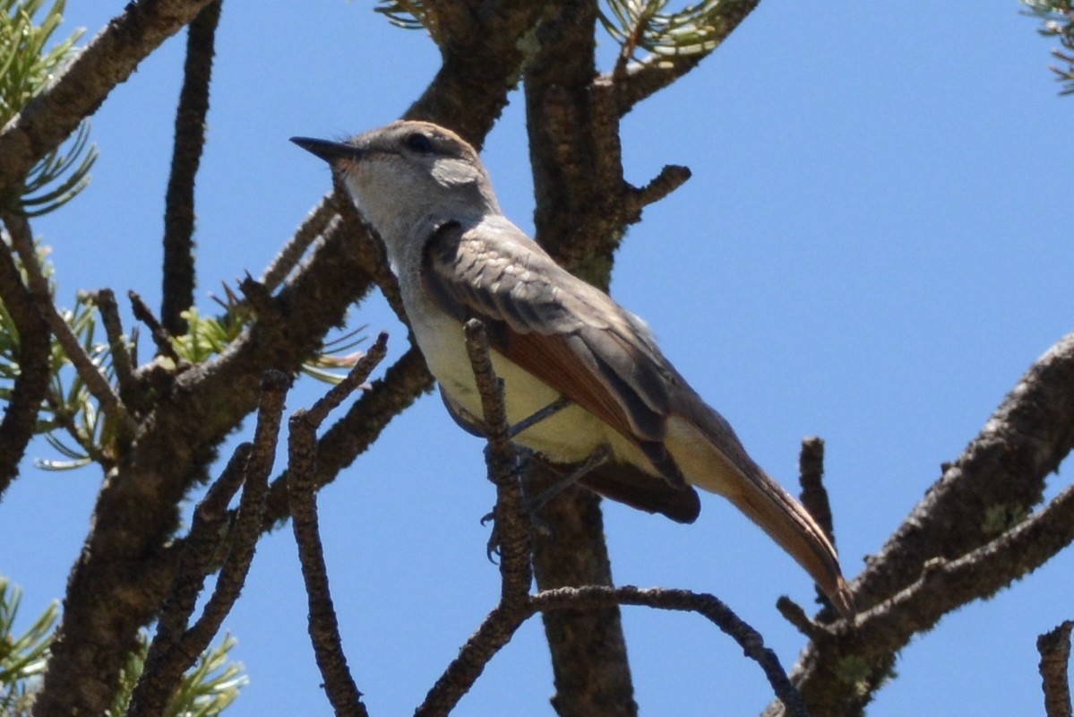 Ash-throated Flycatcher - ML467108531