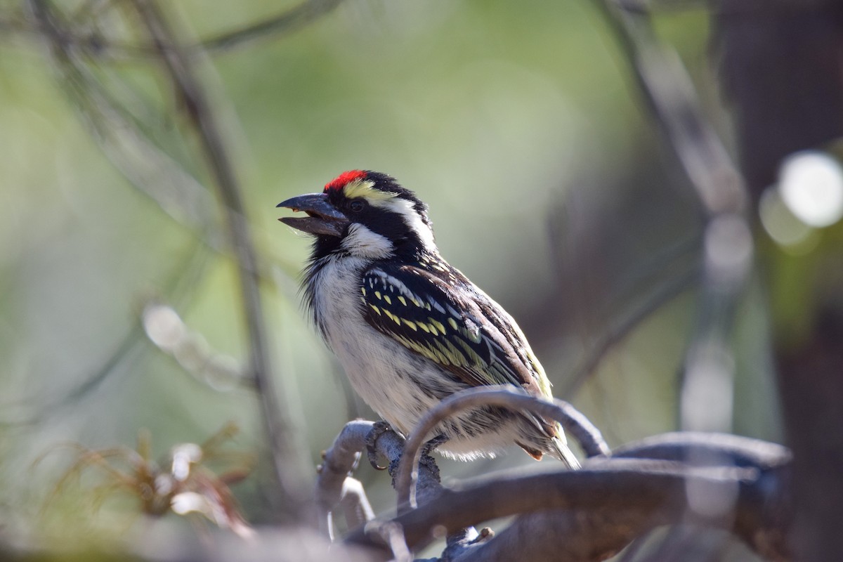 Pied Barbet - ML467109551