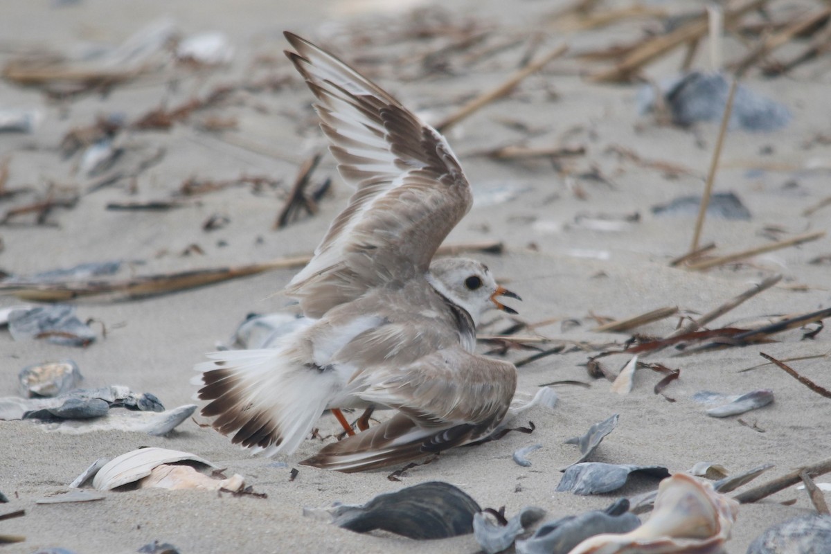 Piping Plover - mario balitbit