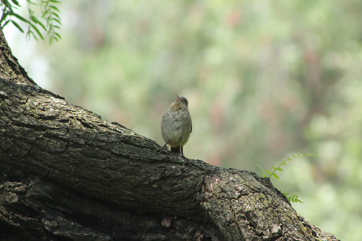 Canyon Towhee - ML467110801