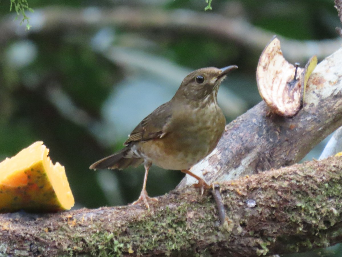 Black-billed Thrush - ML467111421