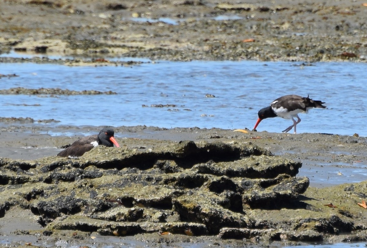 American Oystercatcher - Anonymous