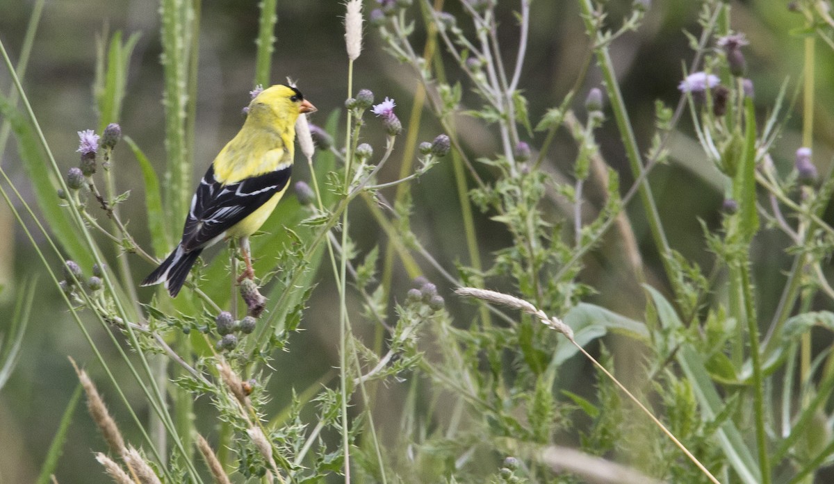 American Goldfinch - ML467116841