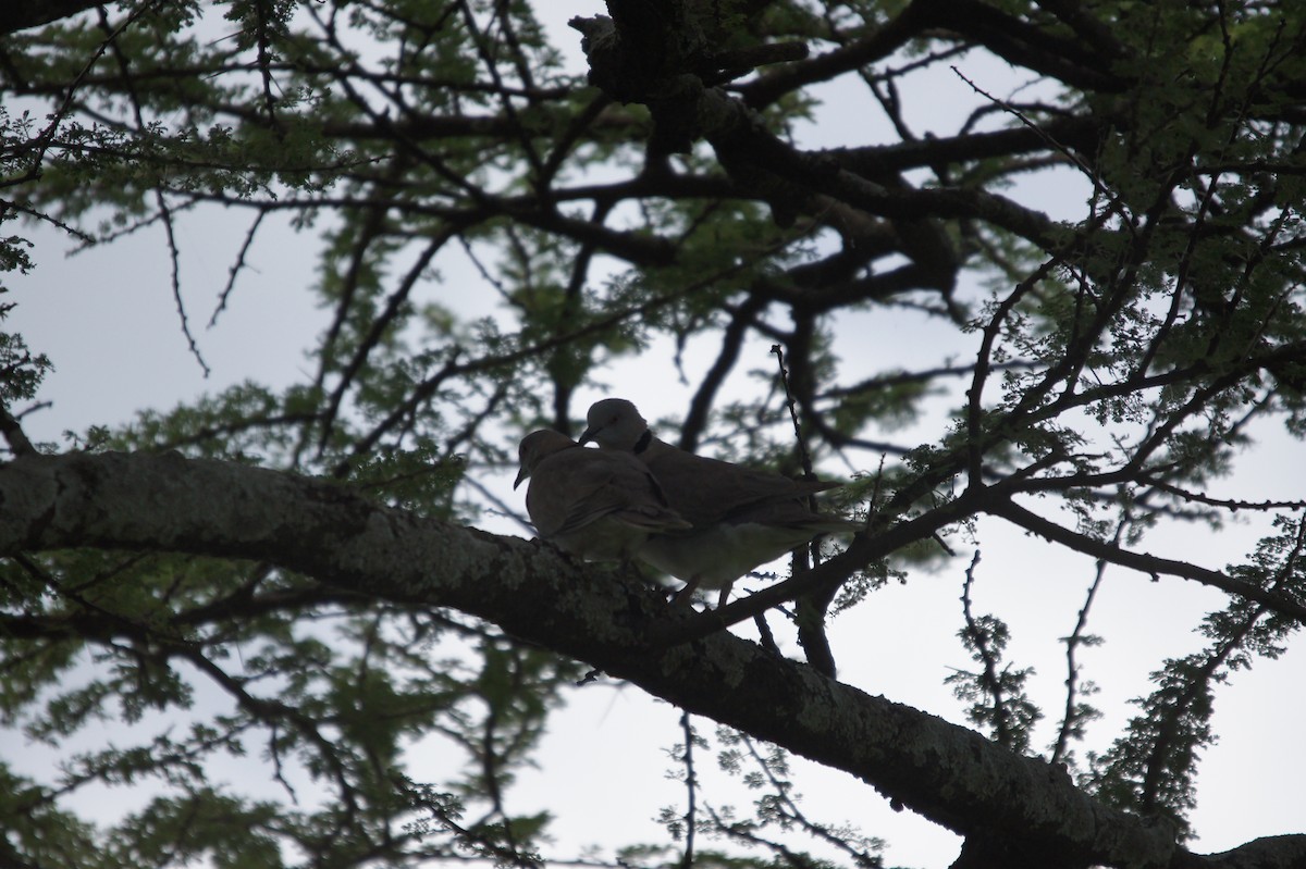 Mourning Collared-Dove - ML467117611