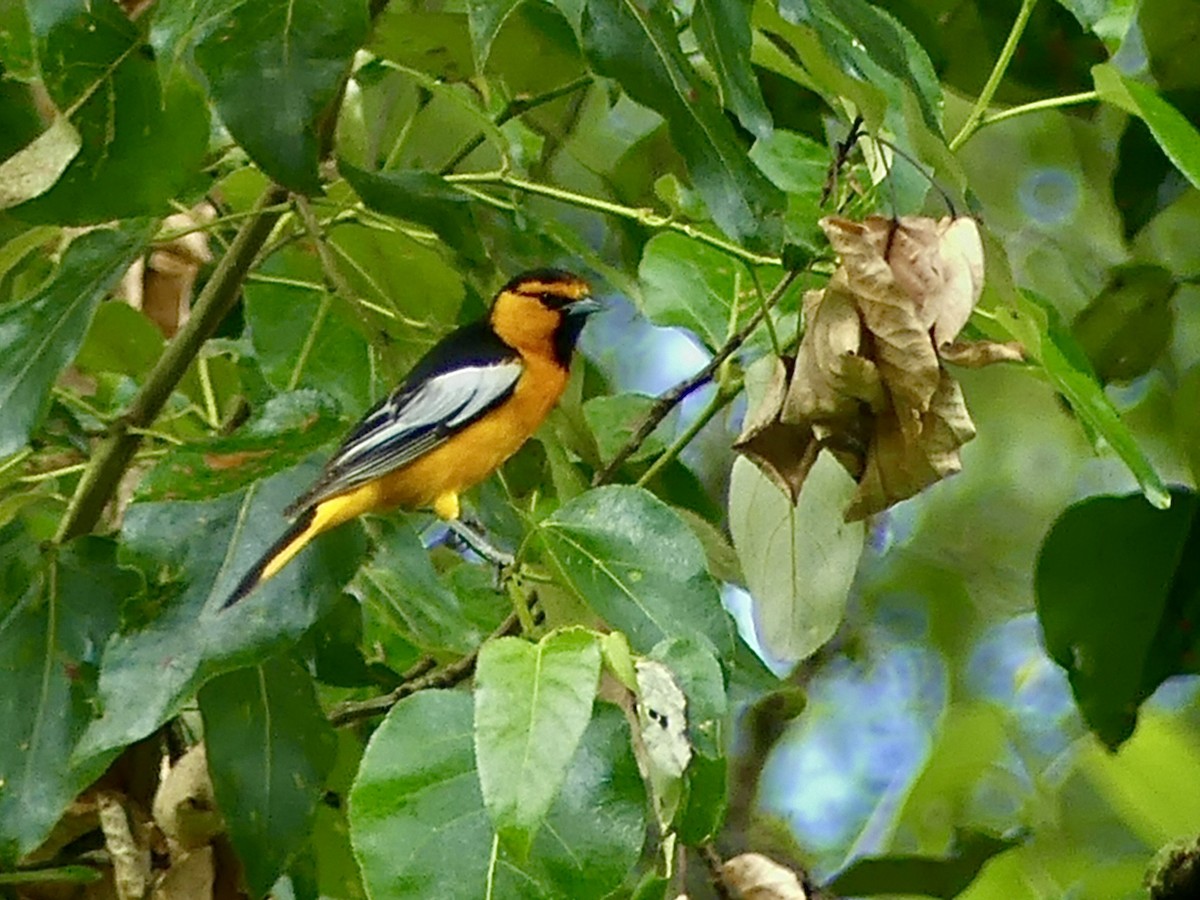 Bullock's Oriole - ML467120111