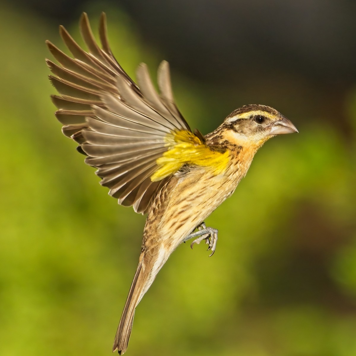 Black-headed Grosbeak - ML467120761