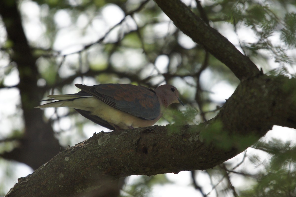 Laughing Dove - ML467121241