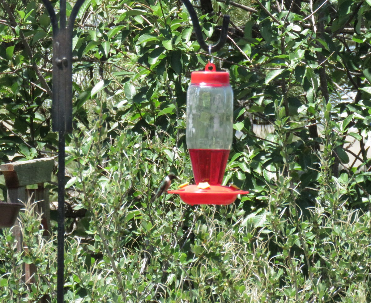 Colibri à gorge rubis - ML467121301