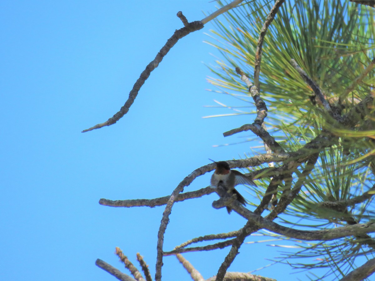 Colibrí Gorjirrubí - ML467121311