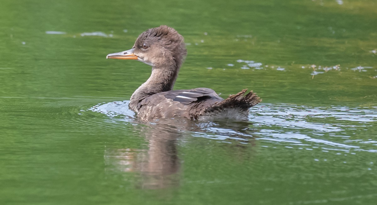 Hooded Merganser - ML467122511