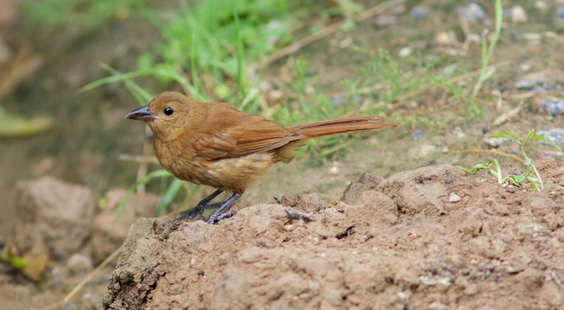 White-lined Tanager - ML46712341