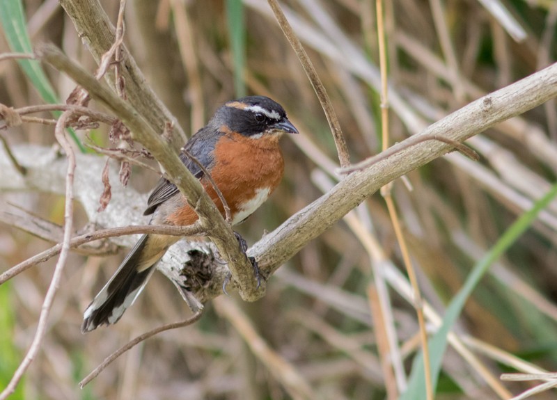 Black-and-rufous Warbling Finch - ML46712371