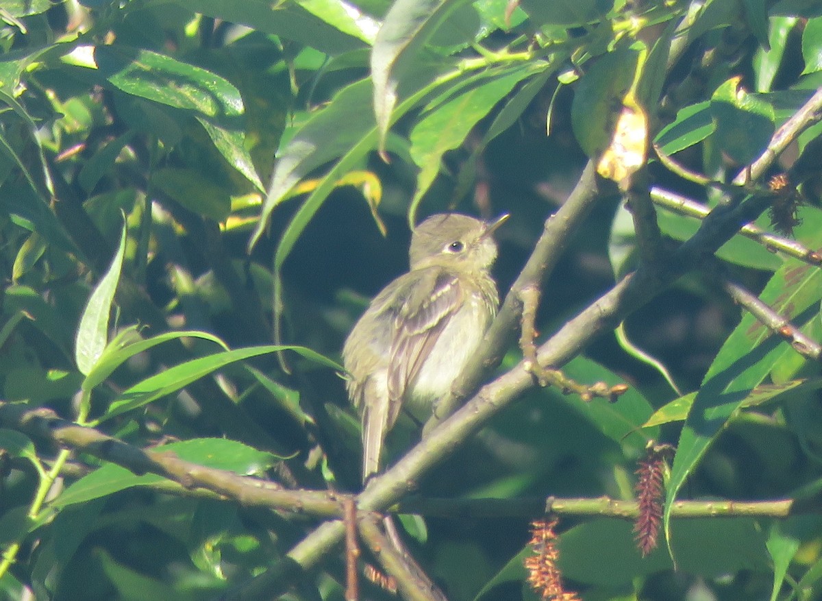 Western Flycatcher (Pacific-slope) - ML467123841