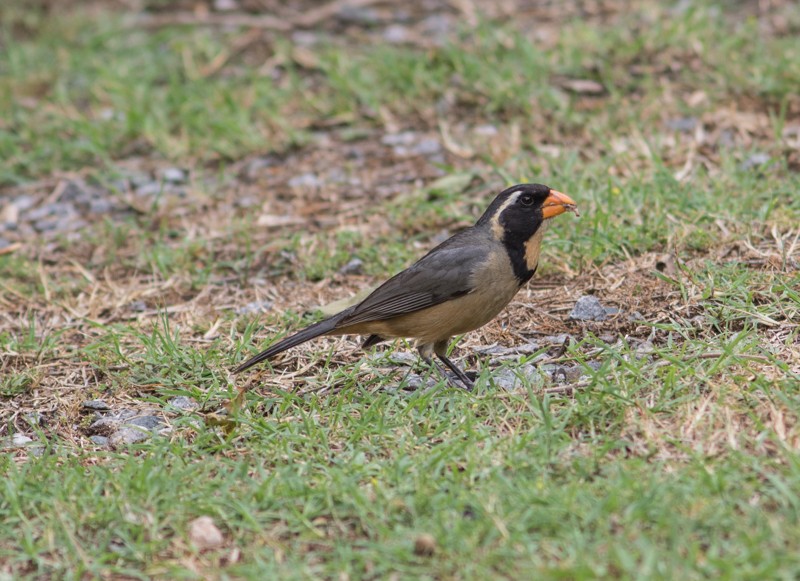 Golden-billed Saltator - ML46712411