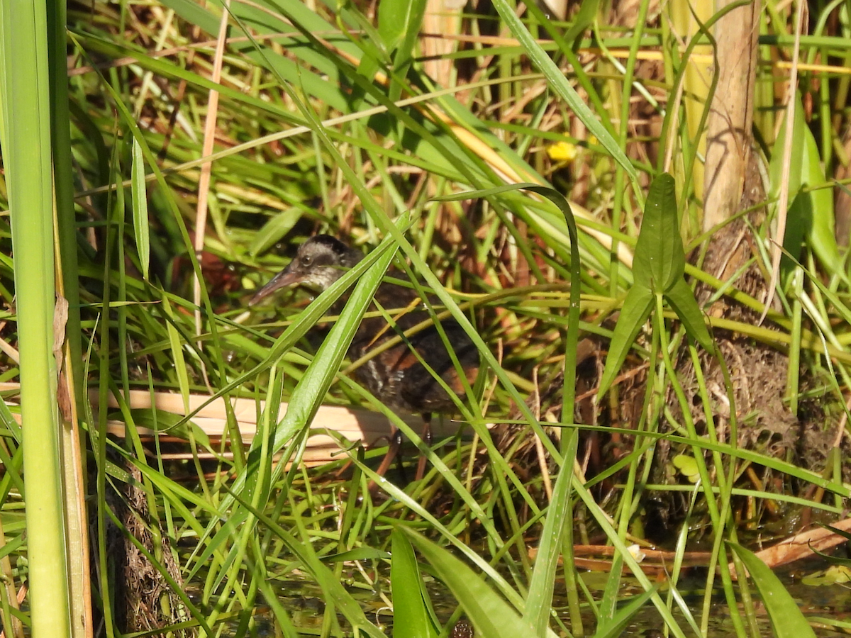 Virginia Rail - Michelle Bélanger