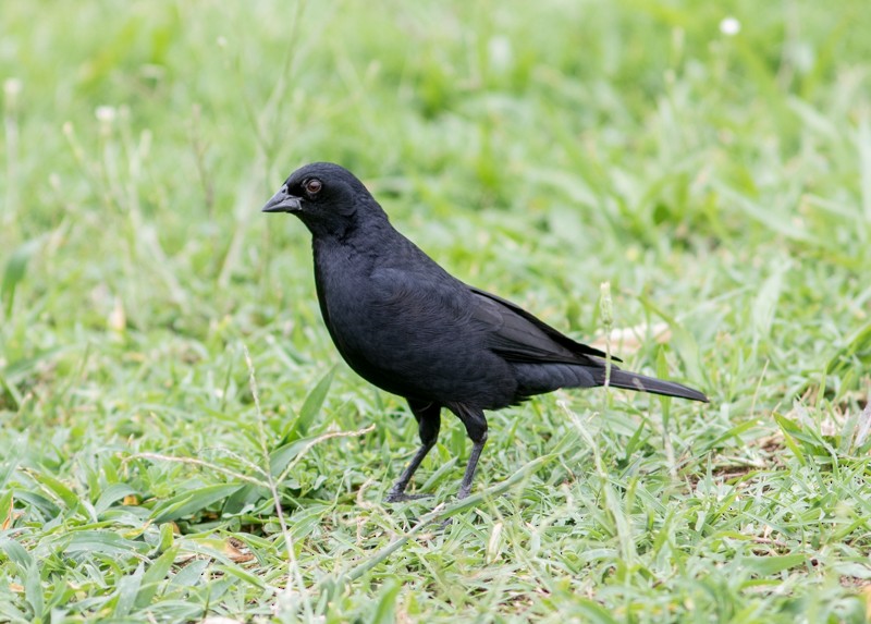 Screaming Cowbird - Jake Mohlmann