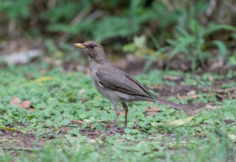 Creamy-bellied Thrush - ML46712481