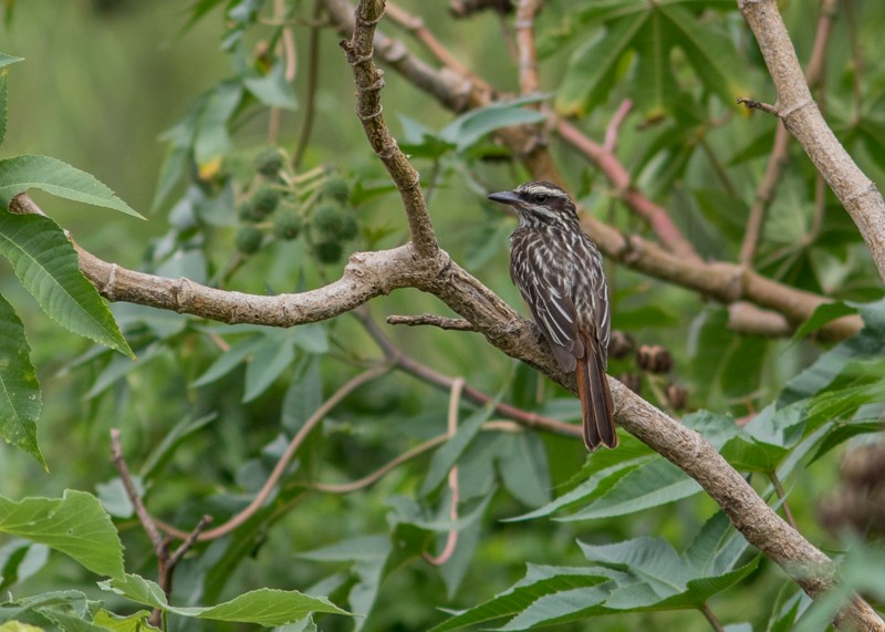 Streaked Flycatcher - Jake Mohlmann