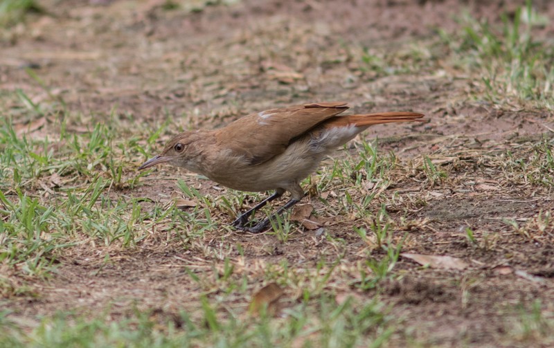 Rufous Hornero - ML46712541