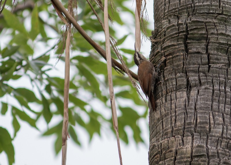 Narrow-billed Woodcreeper - ML46712561