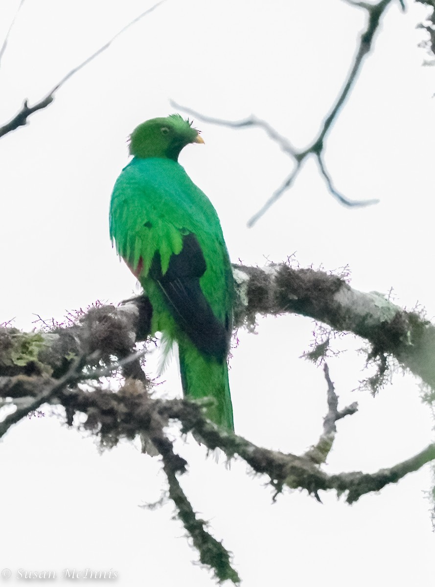 Crested Quetzal - ML467126281