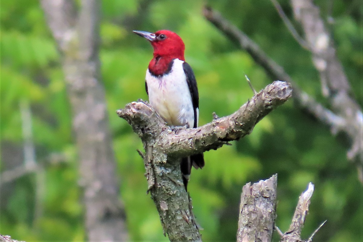 Red-headed Woodpecker - ML467126761