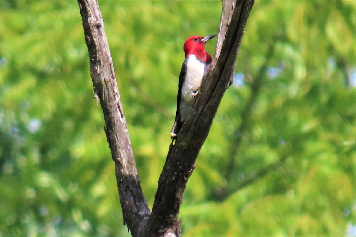 Red-headed Woodpecker - ML467127001
