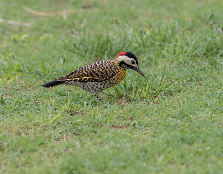 Green-barred Woodpecker - ML46712711