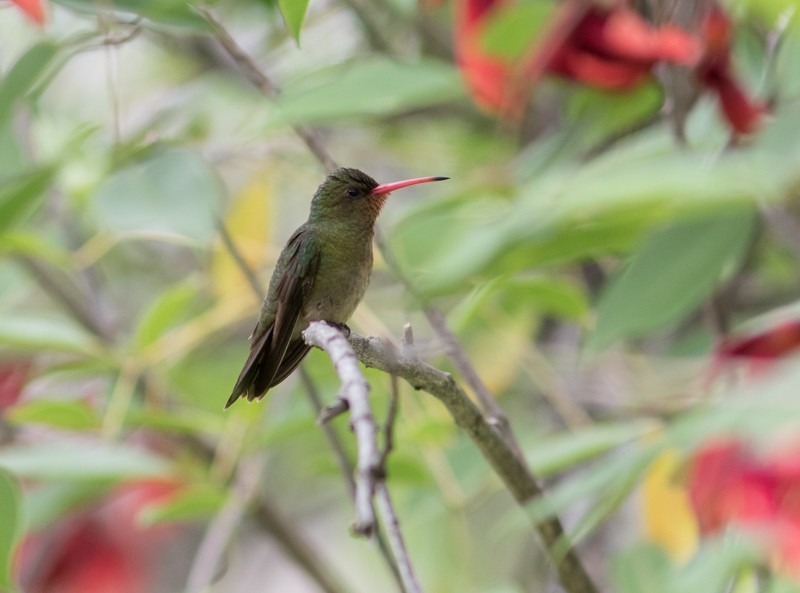 gyllenkolibri - ML46712721