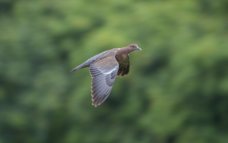 Picazuro Pigeon - ML46712731