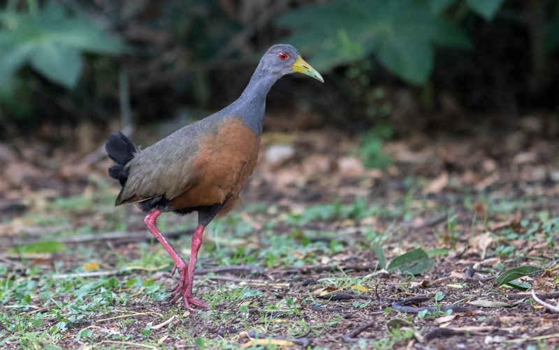 Gray-cowled Wood-Rail - Jake Mohlmann